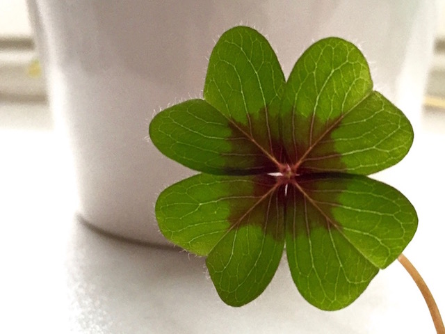 Ein vierblättriges Kleeblatt als Symbol für das Glück der kleinen Dinge