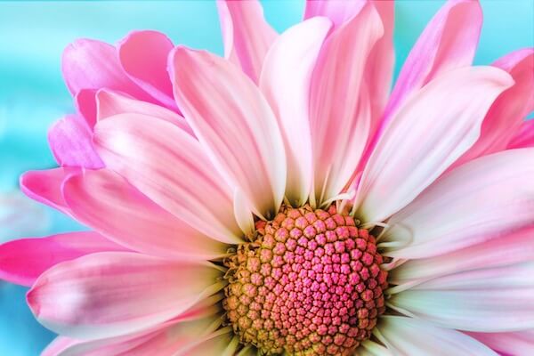 Eine pinkfarbene Blume symbolisiert eine unvergessliche Sommerenergie.